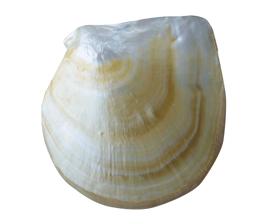 Australian Mother of Pearl Co. Pty Ltd